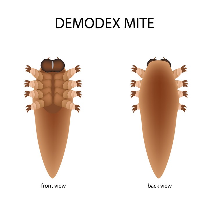 Meet the Demodex mite. They are cigar-shaped with four pairs of legs to grip cylindrical structures such as an eyelash.